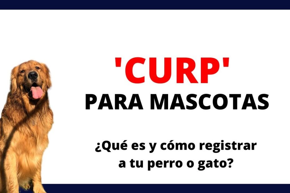 ¿Cómo registrar a tu mascota?