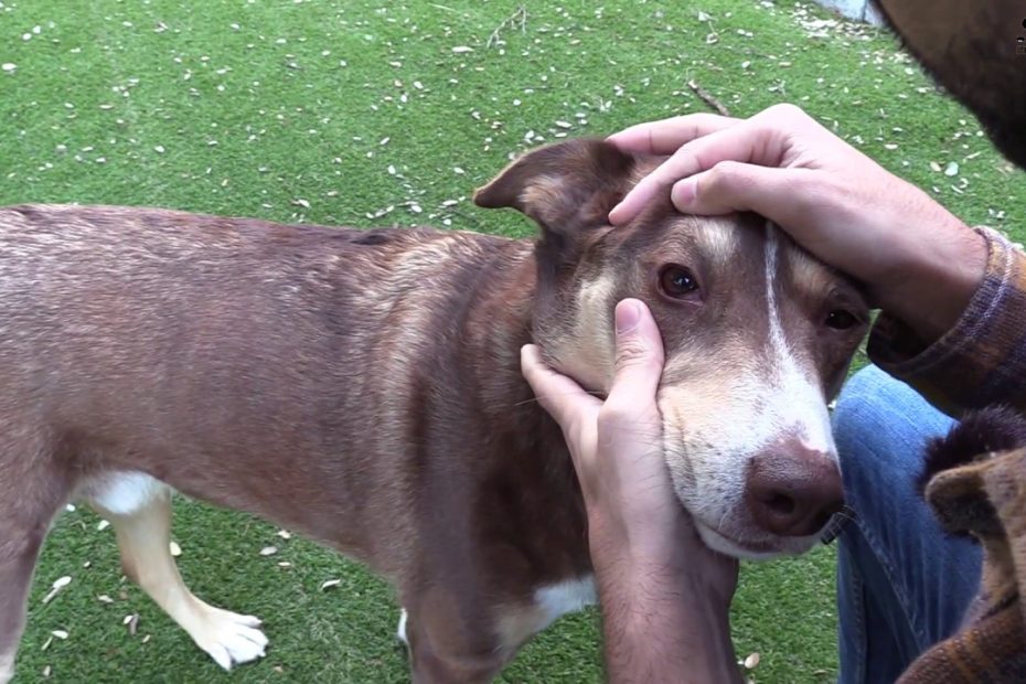 ¿Cómo se contagia la leishmaniosis de un perro a otro?