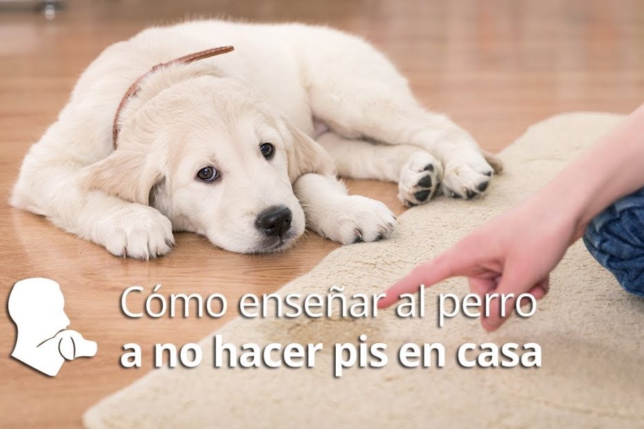 ¿Cómo quitarle el empapador y que haga en la calle?