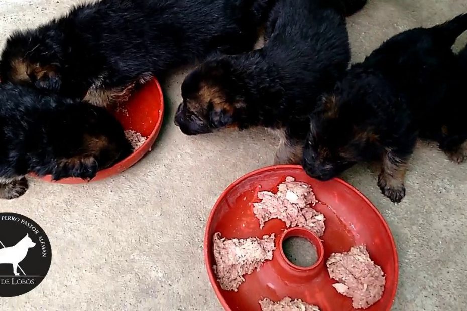 ¿Cuántas veces hay que darle de comer a un cachorro pastor alemán?
