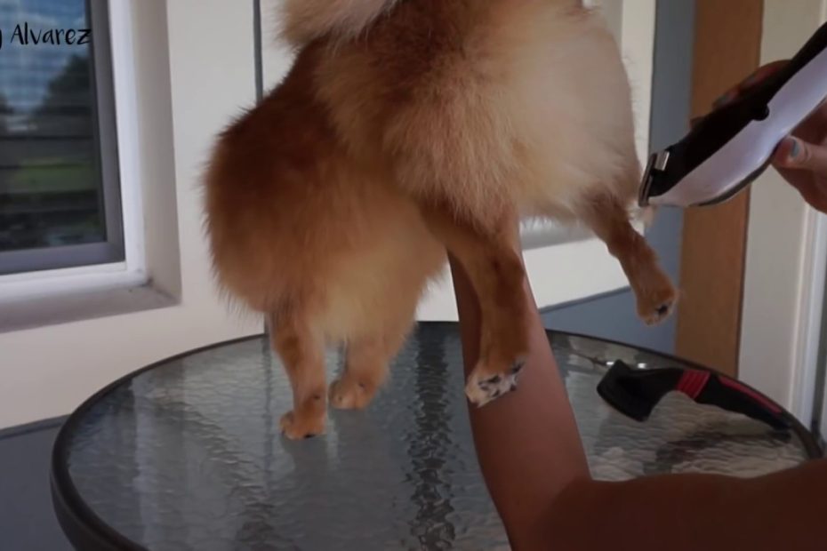 ¿Qué hacer para que le crezca el pelo a un pomerania?