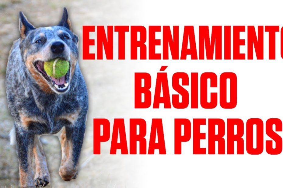 Entrenamiento de perros de protección: técnicas, consejos y raza adecuada
