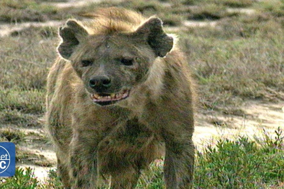 ¿Qué río atraviesa la reserva Masai Mara?