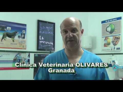 Tratamiento del estreñimiento en gatos: causas, remedios y prevención