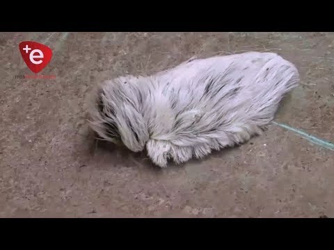 ¿Qué es bueno para la picadura de un gusano pollo? 1 ¿Qué es bueno para la picadura de un gusano pollo?