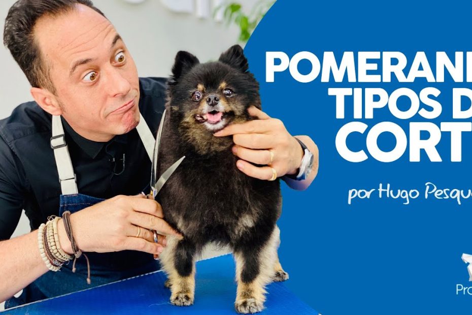 ¿Cómo se debe cortar el pelo a un pomerania?