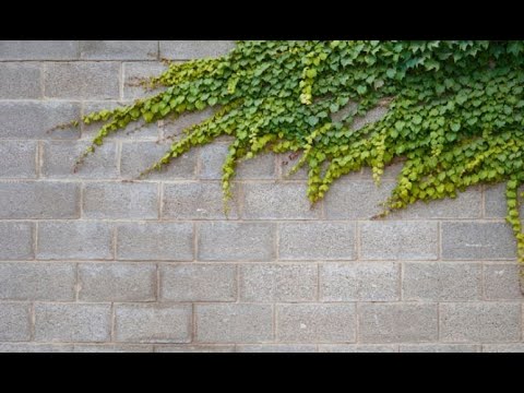 ¿Cuál es la mejor planta de enredadera?