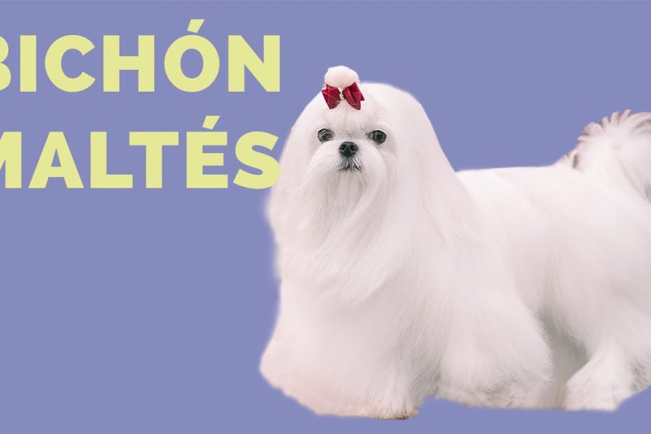 Peso saludable en perros maltés: factores, consejos y soluciones 1 Peso saludable en perros maltés: factores, consejos y soluciones