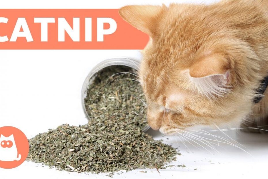 ¿Cómo se llama la droga para los gatos?