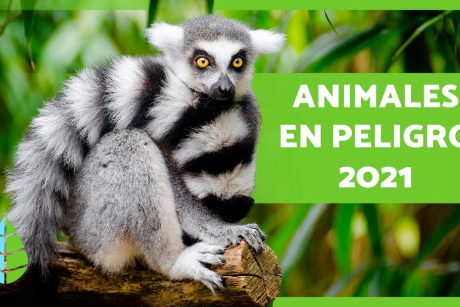 ¿Cuándo se considera que un animal se encuentra en peligro de extinción?