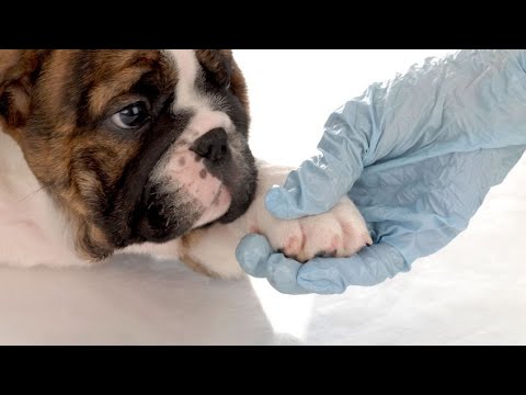 ¿Por qué se irrita la piel de los perros?