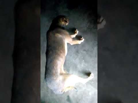 ¿Por qué mi perro se duerme parado?