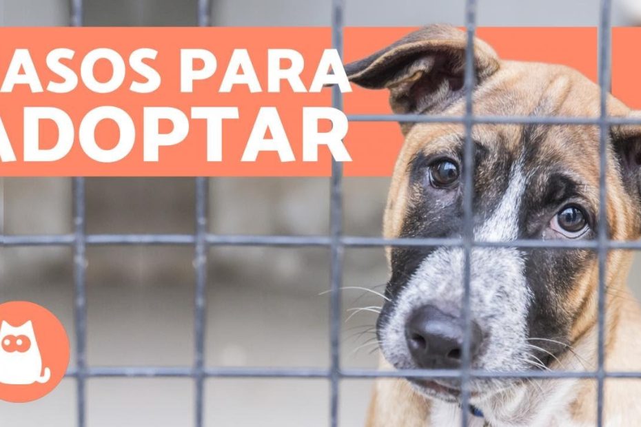 Guía para adoptar un perro en Santiago de manera responsable: Refugios, albergues y tiendas de mascotas para la adopción