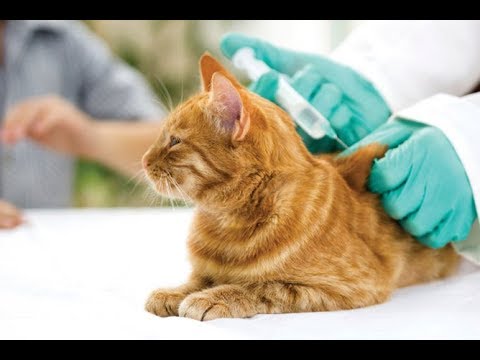 ¿Cuándo poner vacuna leucemia felina?