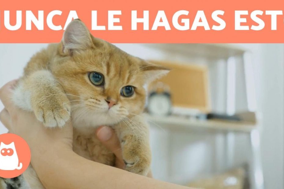 ¿Qué cosas no puede hacer un gato?