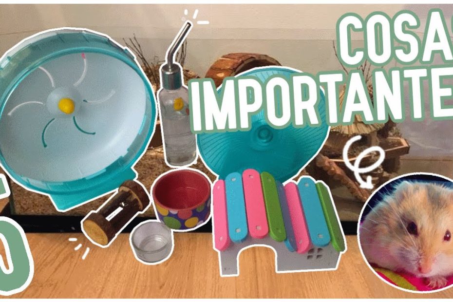 ¿Qué se necesita para hamsters?