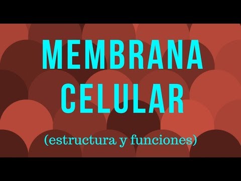 ¿Cómo está formada la membrana celular y cuáles son las características que la hacen semipermeable?