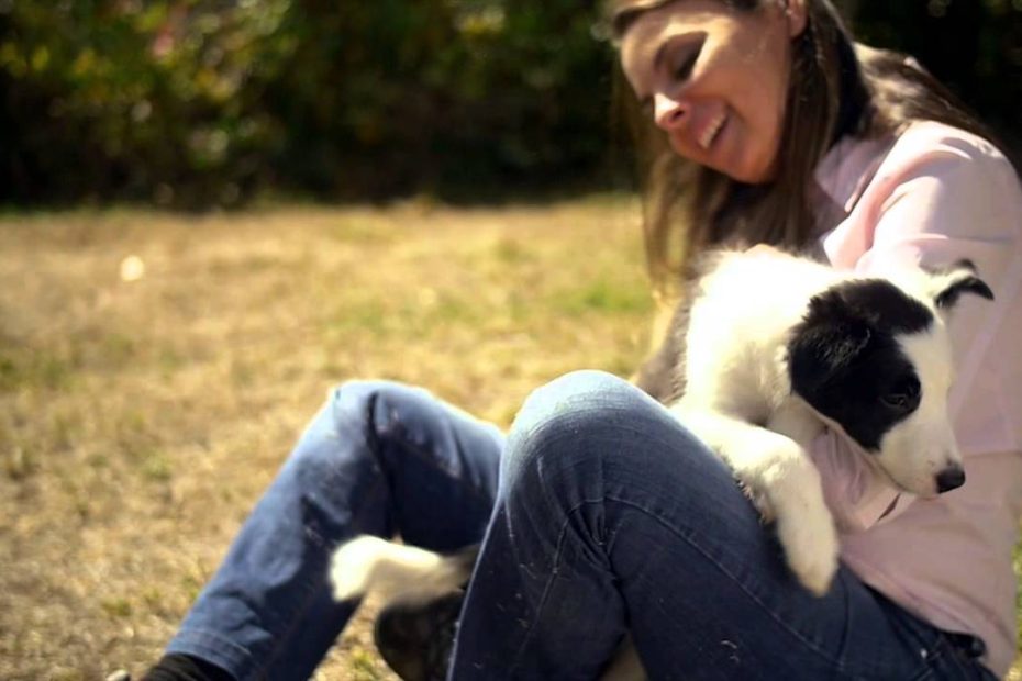 ¿Que enseñar a un border collie de 3 meses?
