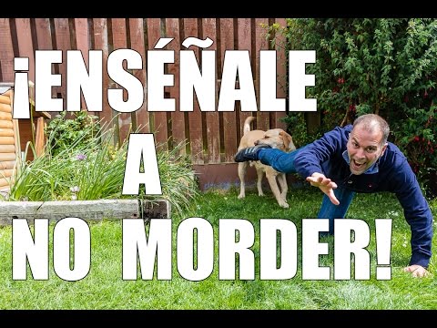 ¿Cómo castigar a un perro cuando muerde todo?