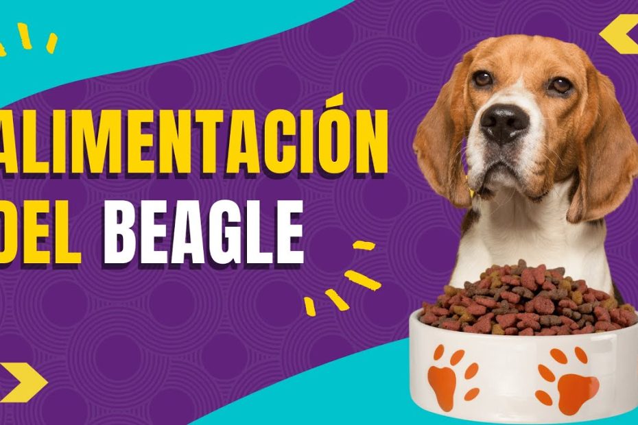 ¿Cómo alimentar a un perro beagle?