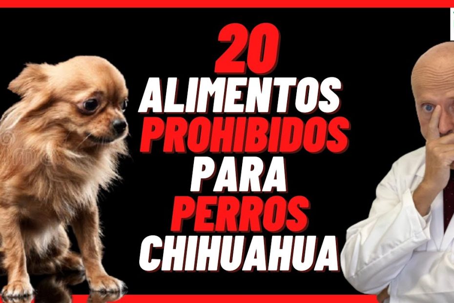 Guía de alimentación segura para perros chihuahua