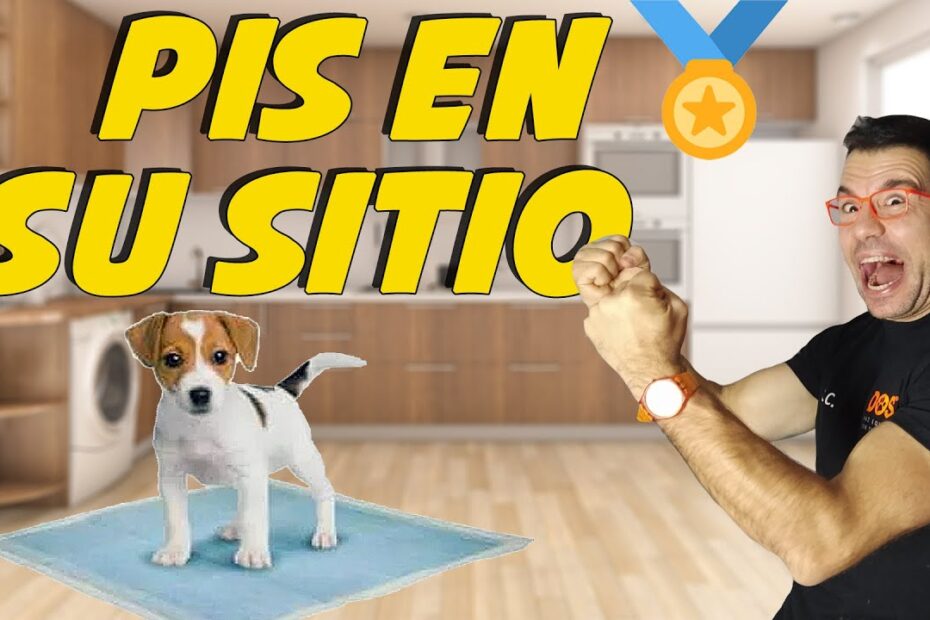 ¿Cuánto tarda un cachorro en aprender a hacer pis en el empapador?